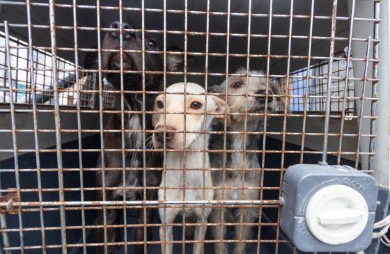 Municipalidad de Surco rescata seis canes en pésimas condiciones de salud, higiénicas y sanitarias