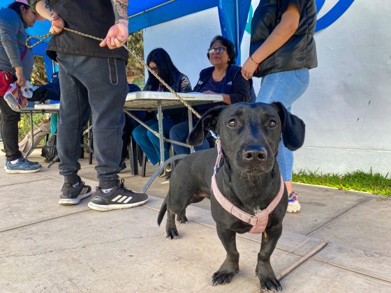 Más de 200 mascotas fueron atendidas en campaña de salud en SurcoPet por el Día Mundial de los Animales