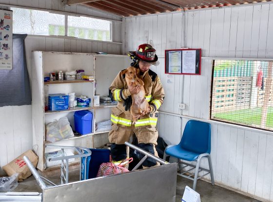 Municipalidad de Surco presenta la campaña “Salvando Patas” en colaboración con Bomberos Voluntarios